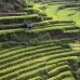 rice_tal_v_0072_bal4326.jpg
